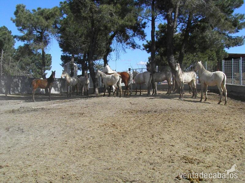 CAMADA 2014 PRE in 
