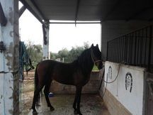 Potro PRE dos años