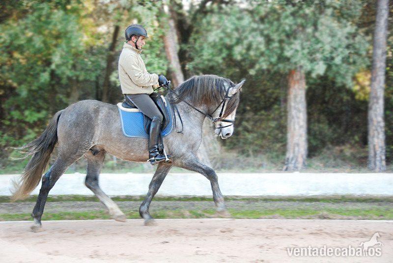 Caballos Pura Raza Española (P.R.E.) Pura Raza Española - POTRO EN VENTA