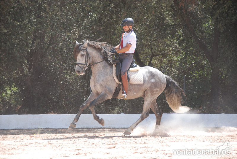 POTRO EN VENTA - Caballos Pura Raza Española (P.R.E.) Pura Raza Española