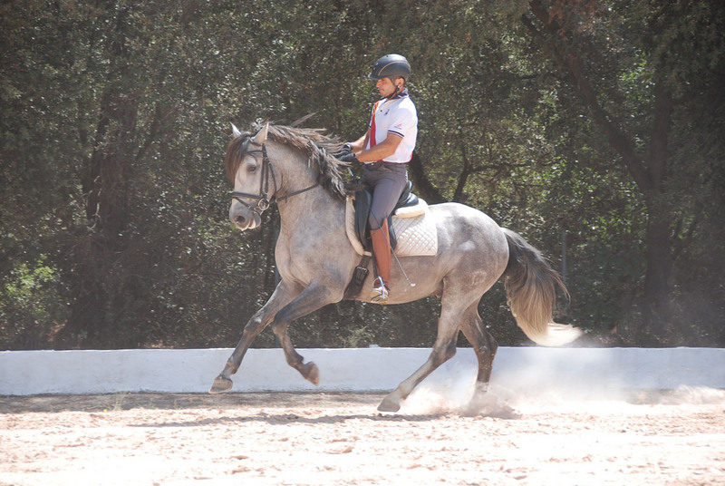 POTRO EN VENTA - Caballos Pura Raza Española (P.R.E.) Pura Raza Española