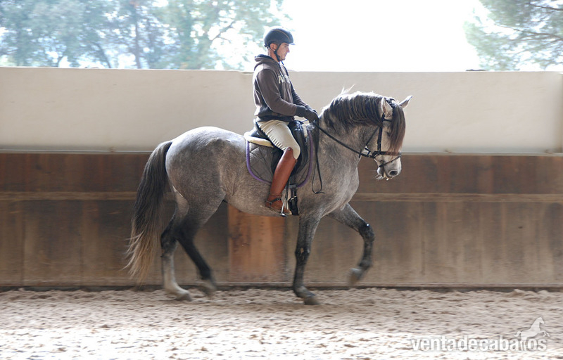 POTRO EN VENTA - Caballos Pura Raza Española (P.R.E.)