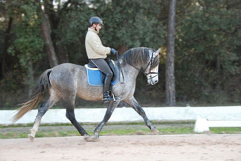 POTRO EN VENTA