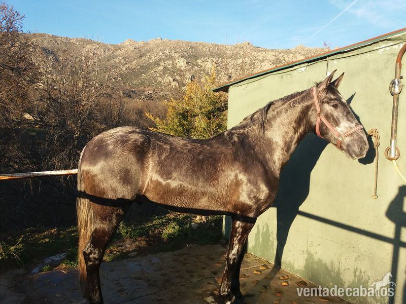 Caballo tordo 3 años  in 