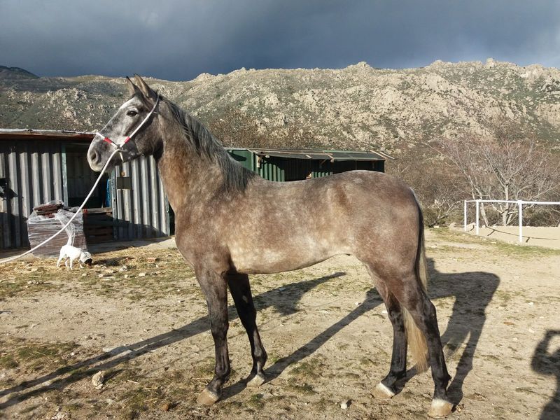 Pura Raza Española