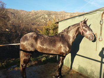 Caballo tordo 3 años 