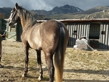 Caballo tordo 3 años 