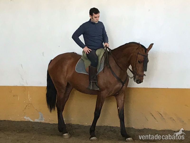 Pura Raza Española {TYPE}