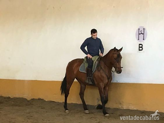 Venta Pura Raza Español in 