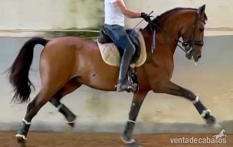Caballo de 12 años PRE en st Jorge in 