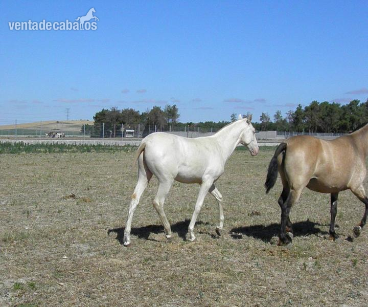 Caballos Pura Raza Española (P.R.E.) Pura Raza Española - PRE CAMADA 2014