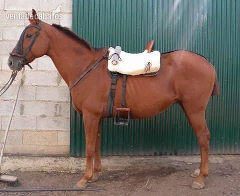 SE VENDE CABALLO TRES SANGRES in 