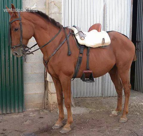 Abstang {TYPE}