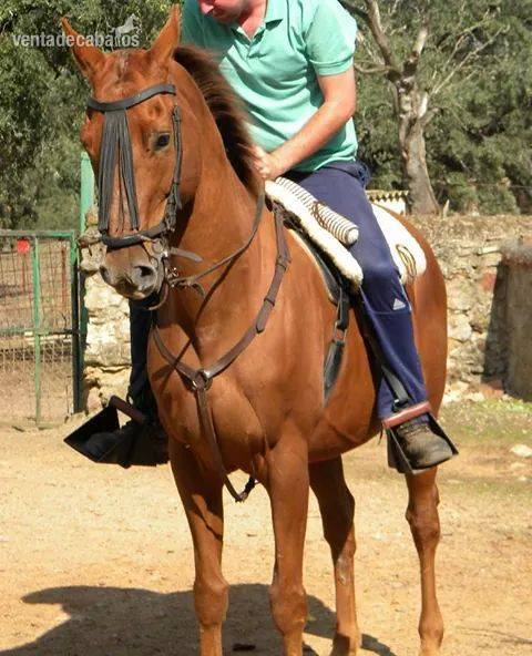 Caballos Capados Abstang - SE VENDE CABALLO TRES SANGRES