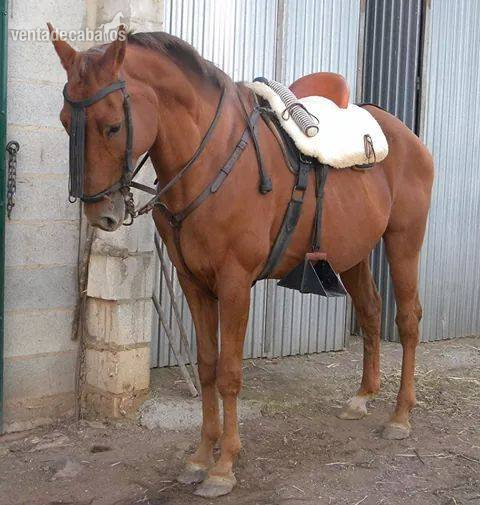 SE VENDE CABALLO TRES SANGRES - Caballos Capados Abstang