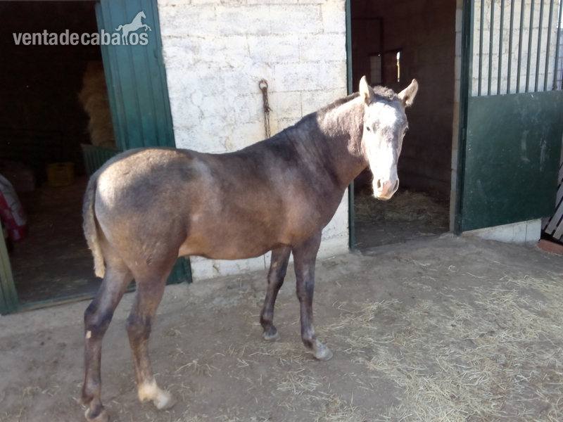 Cruzado {TYPE}