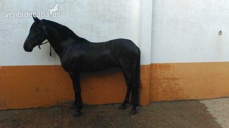 Gran caballo  castaño  in 