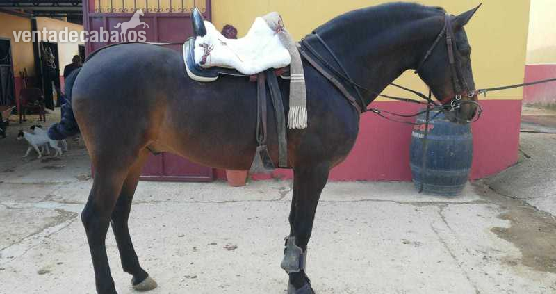 Pura Raza Española