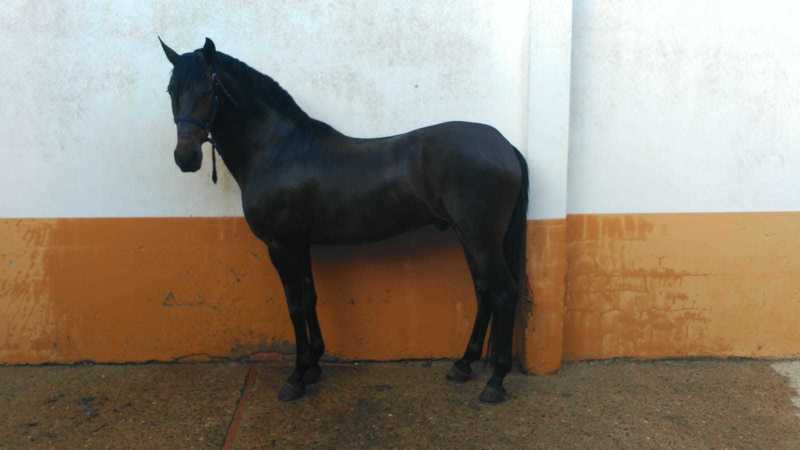 Pura Raza Española {TYPE}
