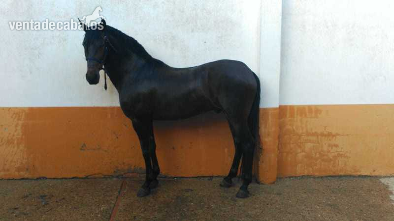 Pura Raza Española {TYPE}