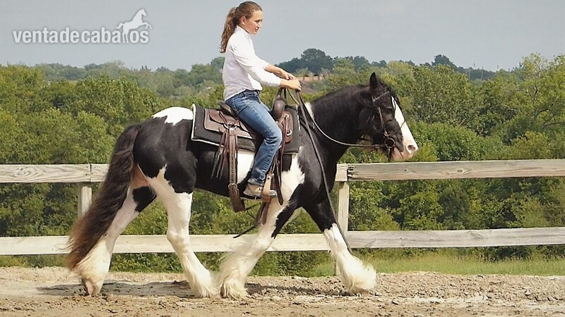 15.1h, 7 años, Blanco y Negro, Gypsy Vanner Castrado en venta in 