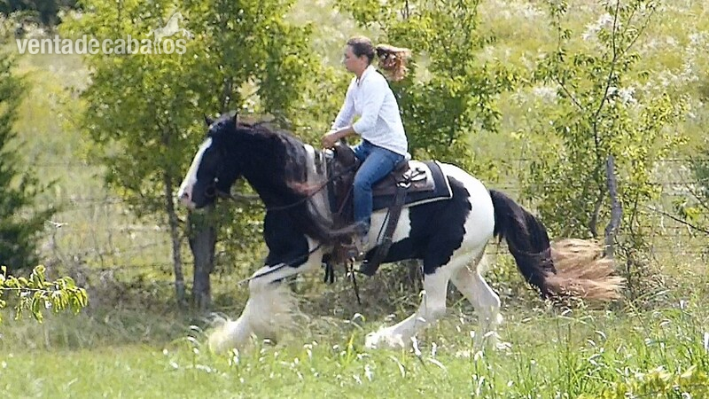Gypsy Vanner 