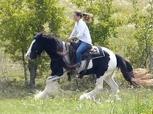 15.1h, 7 años, Blanco y Negro, Gypsy Vanner Castrado en venta
