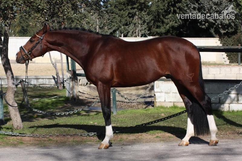 Espectacular caballo cruzado hijo de sandro hit in 