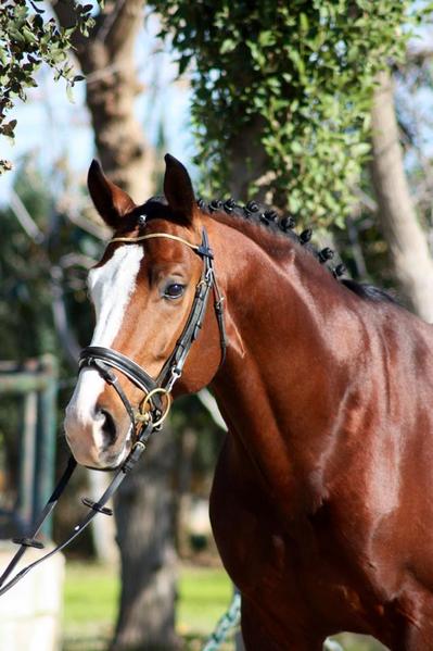 Caballo de Deporte Español (CDE)