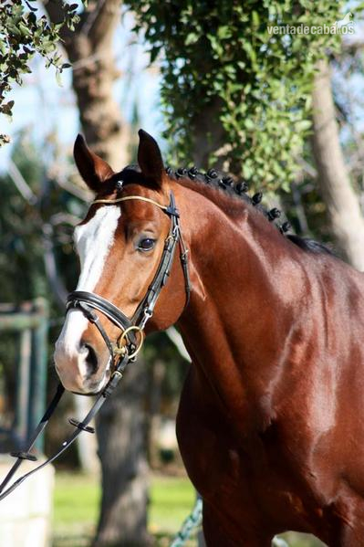 Caballo de Deporte Español (CDE)