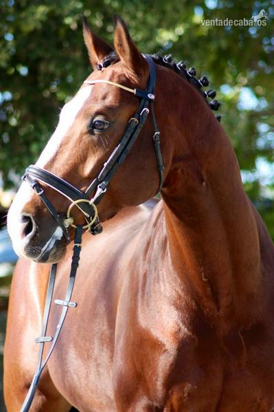 Caballo de Deporte Español (CDE) {TYPE}