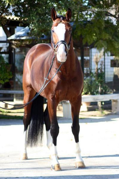 Caballos Enteros Caballo de Deporte Español (CDE) - Espectacular caballo cruzado hijo de sandro hit