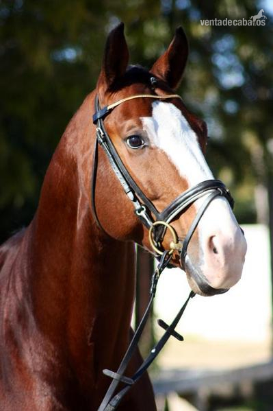 Espectacular caballo cruzado hijo de sandro hit - Caballos Enteros Caballo de Deporte Español (CDE)