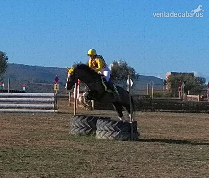 CABALLO PARA EL DEPORTE 8 AÑOS - Caballos Capados in 