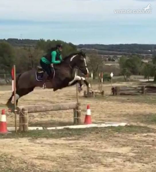 CABALLO PARA EL DEPORTE 8 AÑOS - Caballos Capados