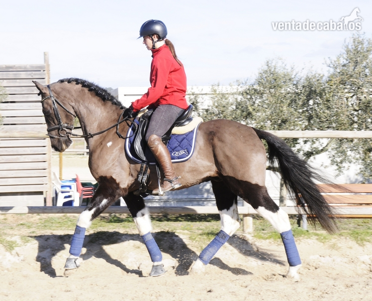 CABALLO PARA EL DEPORTE 8 AÑOS 