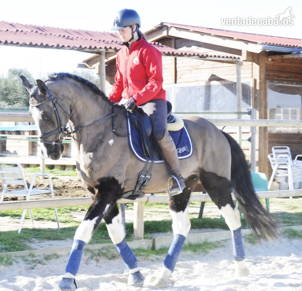 Caballos Capados - CABALLO PARA EL DEPORTE 8 AÑOS in 