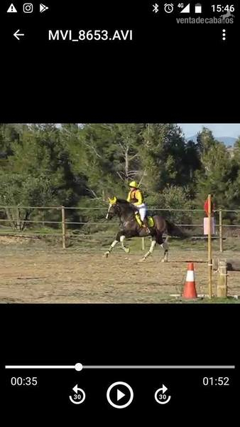 Caballos Capados CRUZADO - CABALLO PARA EL DEPORTE 8 AÑOS