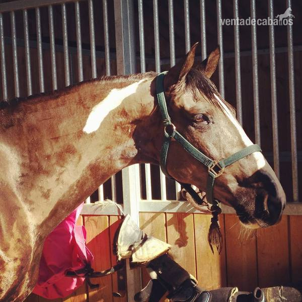 CABALLO PARA EL DEPORTE 8 AÑOS - Caballos Capados CRUZADO
