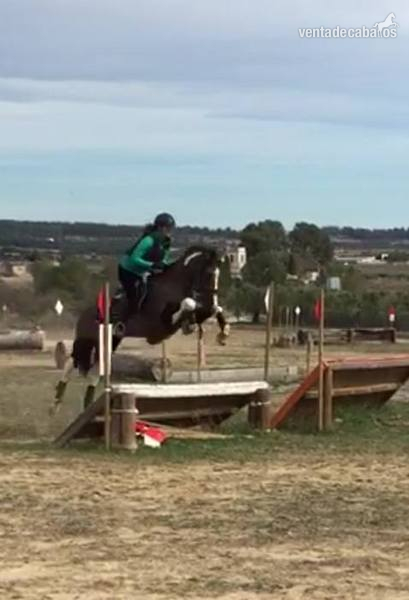 CABALLO PARA EL DEPORTE 8 AÑOS - CRUZADO