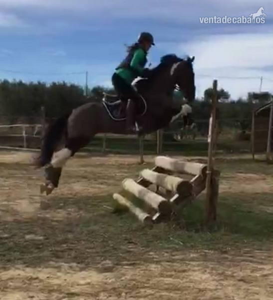 CABALLO PARA EL DEPORTE 8 AÑOS