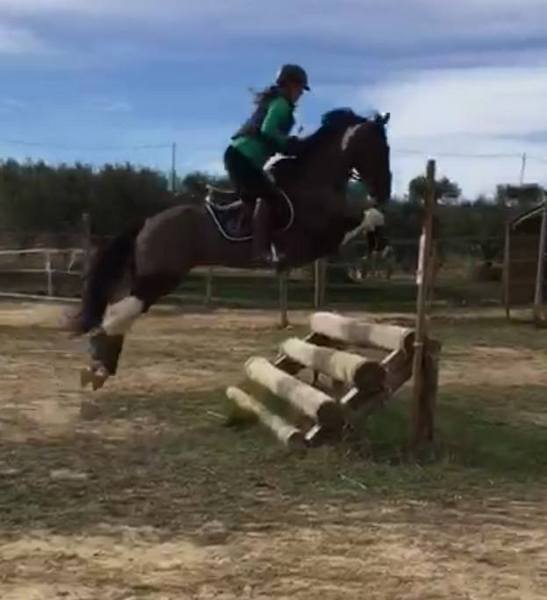 CABALLO PARA EL DEPORTE 8 AÑOS
