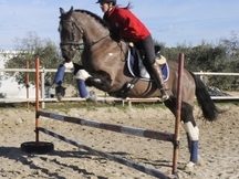 CABALLO PARA EL DEPORTE 8 AÑOS