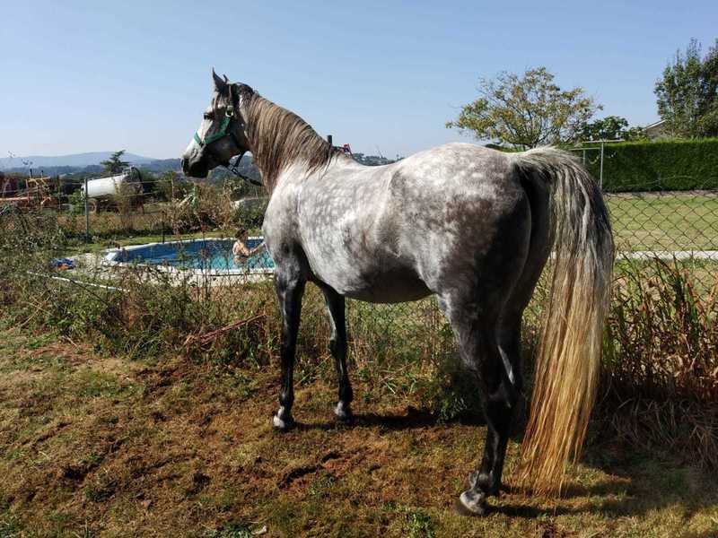 Hispano-Arabe