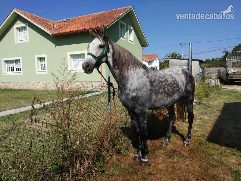 Hispano-Arabe {TYPE}