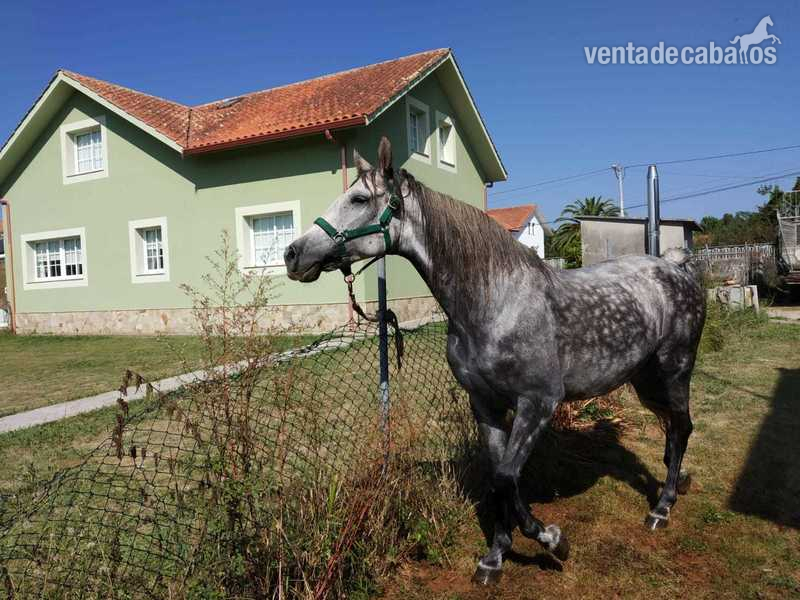 Yeguas Hispano-Arabe - Yegua hispano arabe