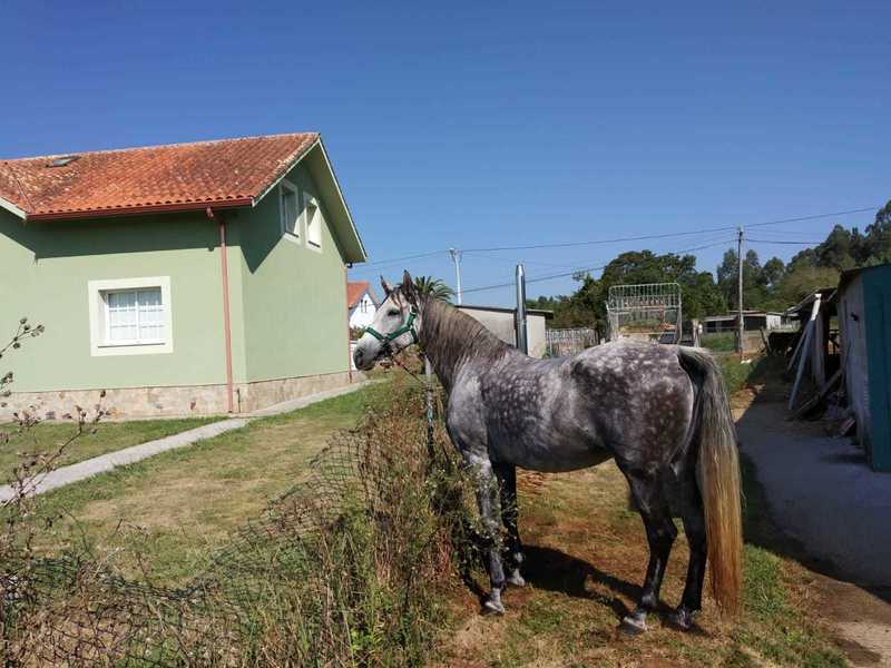 Yegua hispano arabe - Yeguas Hispano-Arabe