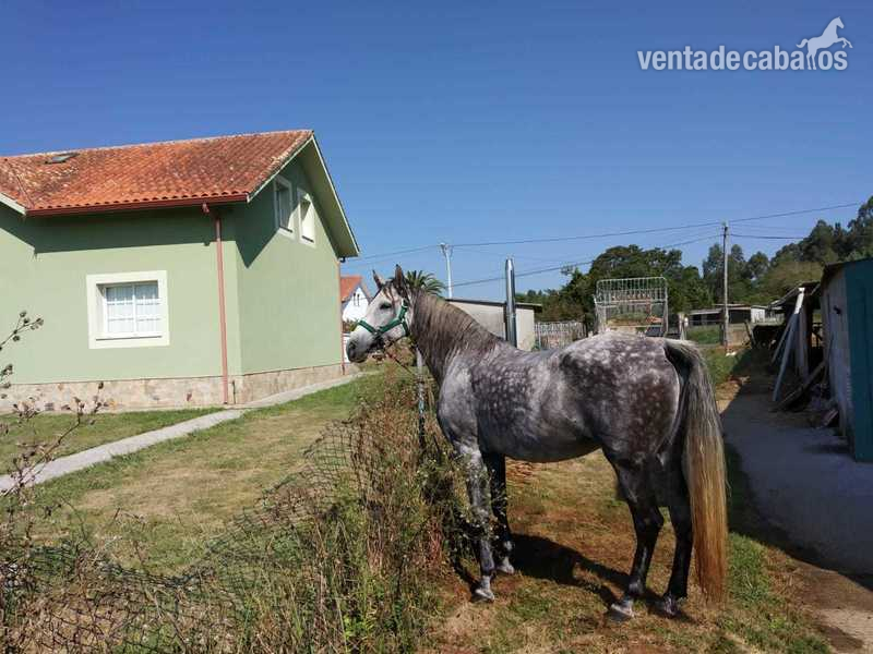 Yegua hispano arabe - Yeguas Hispano-Arabe