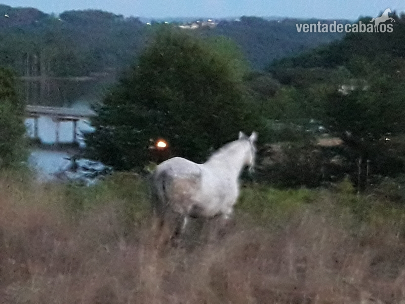 Yegua hispano arabe - Hispano-Arabe