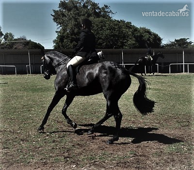 Andaluz {TYPE}
